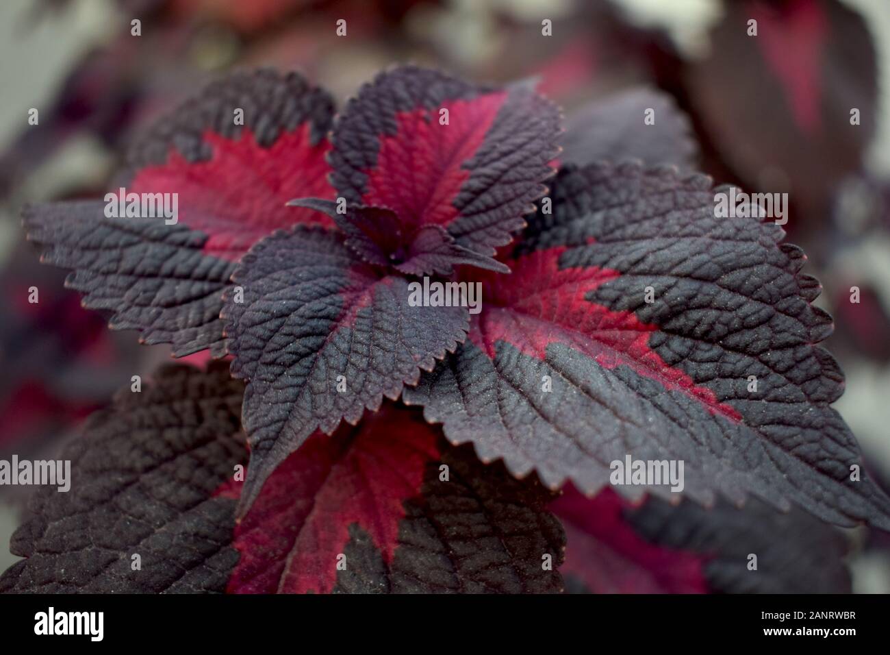 Beautiful red and black leaves with blur background Stock Photo