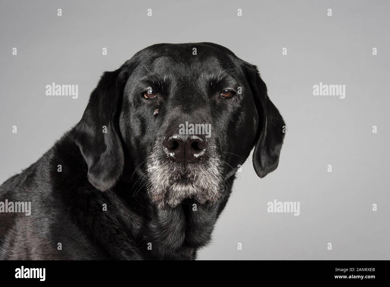 Old, female black lab, UK Stock Photo - Alamy