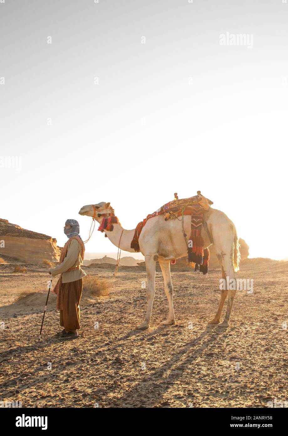 Saudi man with a decorated camel in Madain Saleh, Al Madinah Province,  Alula, Saudi Arabia Stock Photo - Alamy