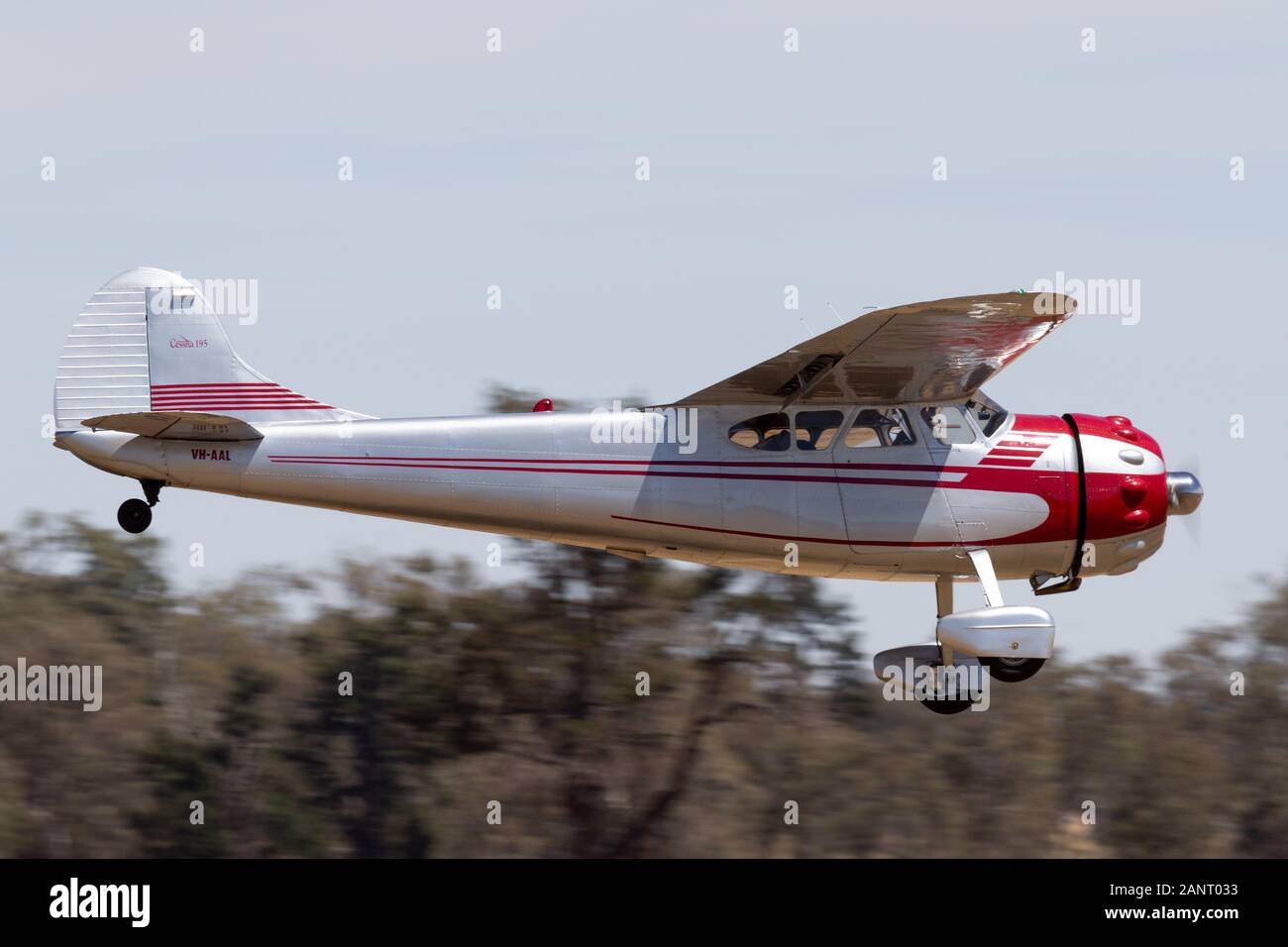 Vintage 1948 Cessna 190 classic light aircraft VH-AAL on approach to land at Temora Airport. Stock Photo