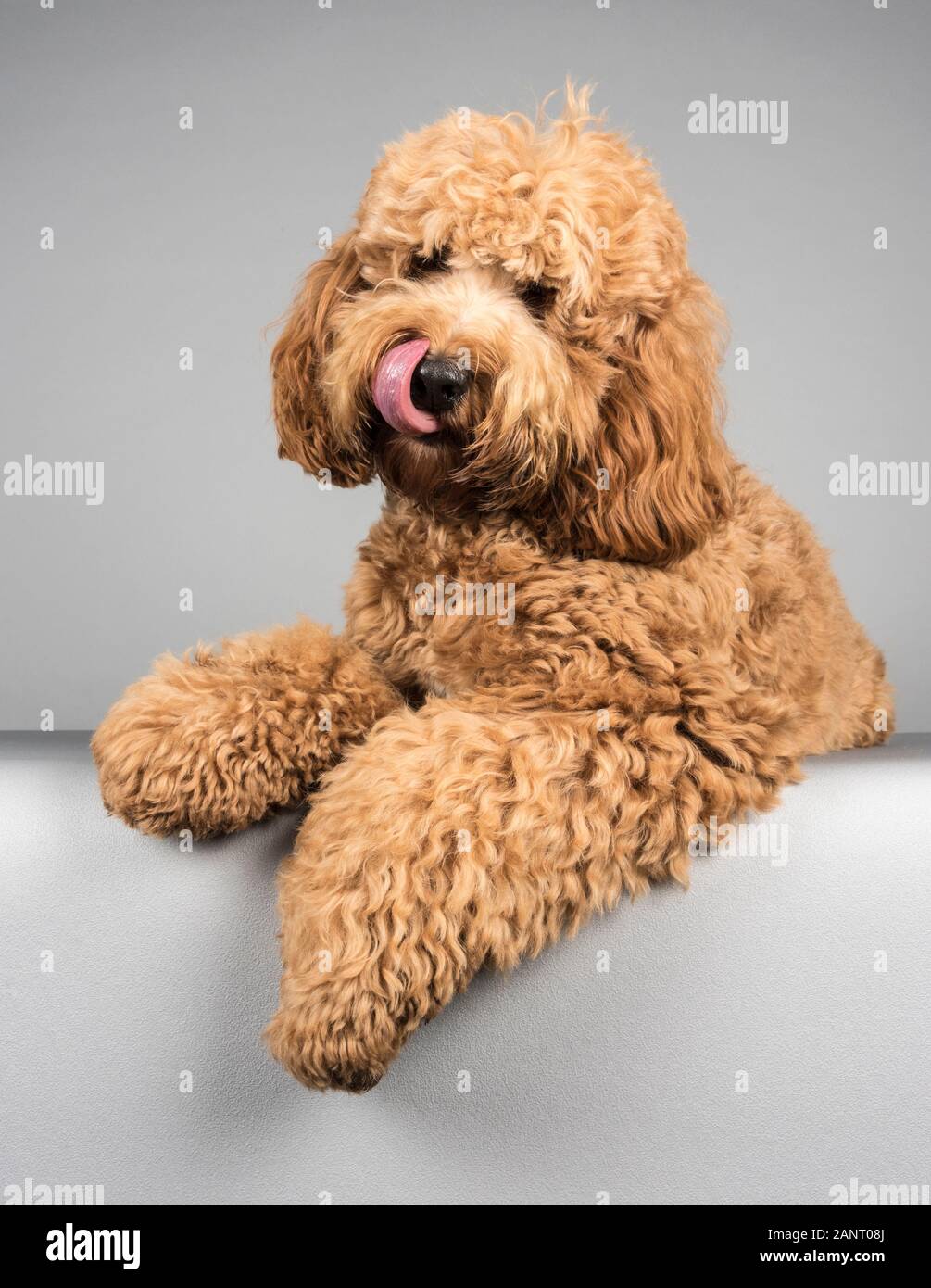 male cockapoo dog relaxing, photographed in the UK. Stock Photo