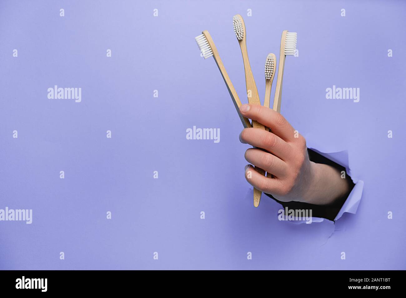 Female hand holding bamboo eco toothbrushes through a torn purple paper ...