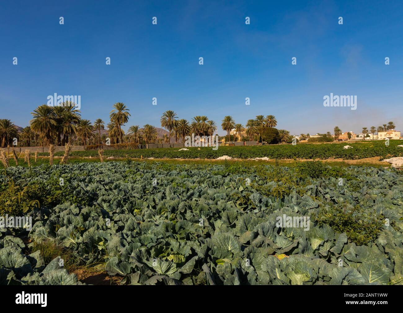 Garden of a farm in the oasis, Najran Province, Najran, Saudi Arabia Stock Photo