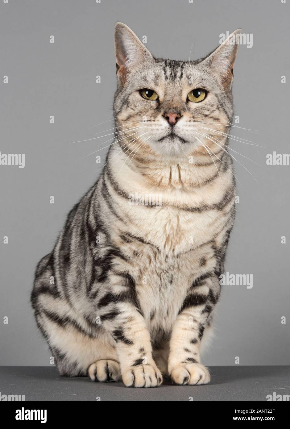 Bengal mix cat, UK Stock Photo - Alamy