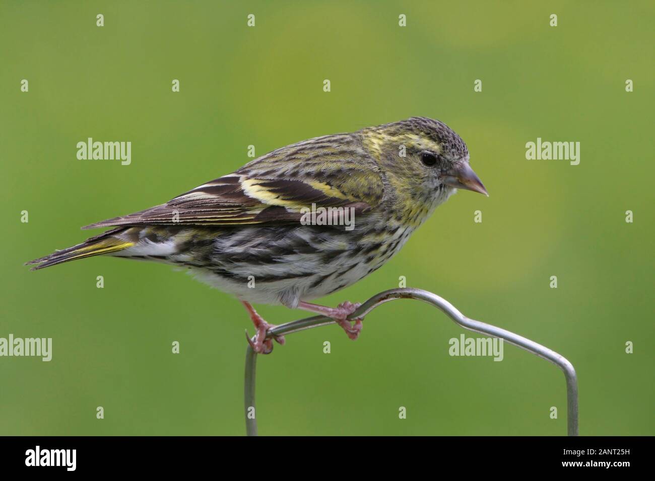 SISKIN (Carduelis spinus) perched on a feeder hanger, Scotland, UK. Stock Photo