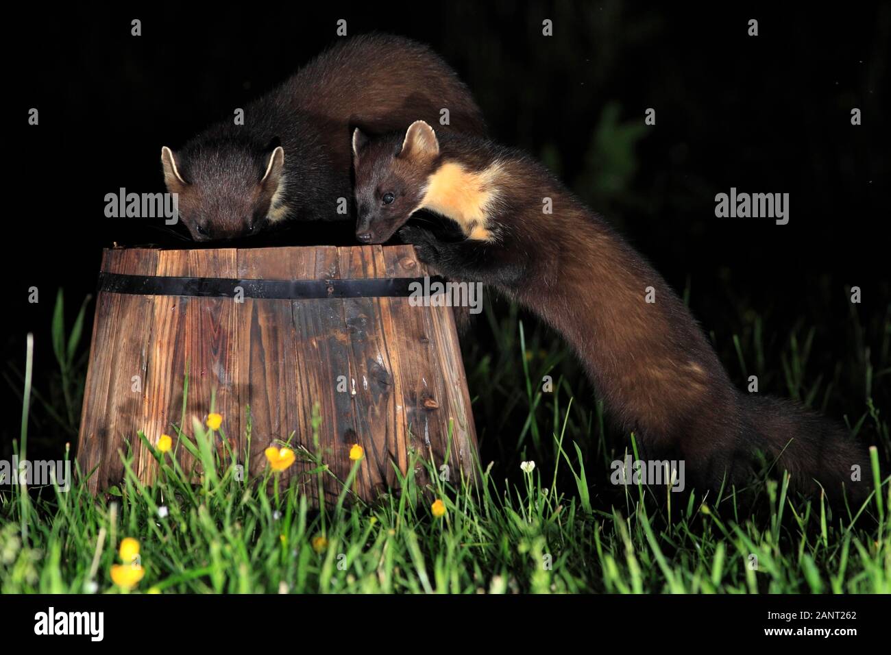 PINE MARTEN (Martes martes) two checking out an upturned plant holder in a rural garden after sunset, Scotland, UK. Stock Photo