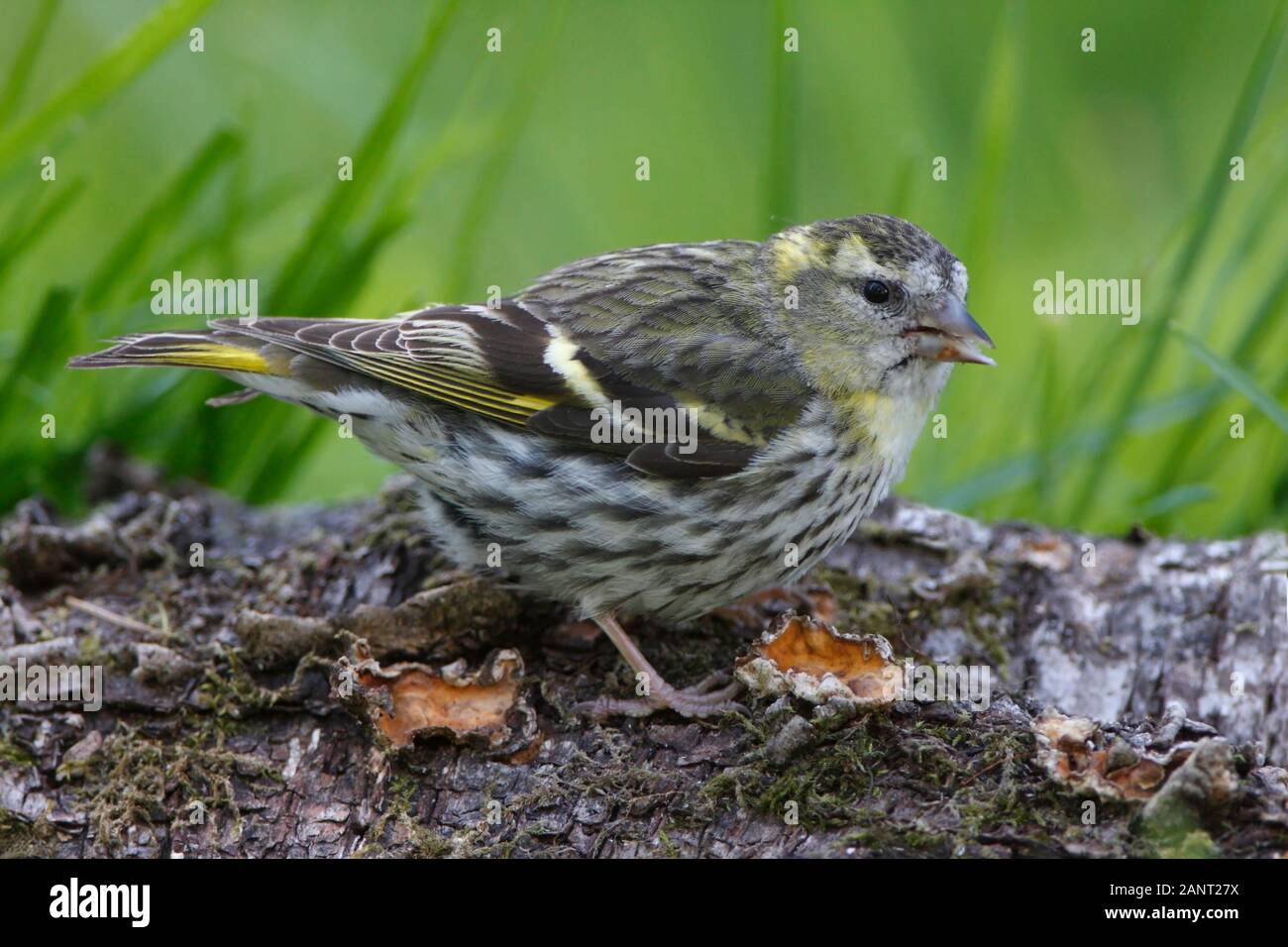 SISKIN (Carduelis spinus) perched on a log in a rural garden, Scotland, UK. Stock Photo