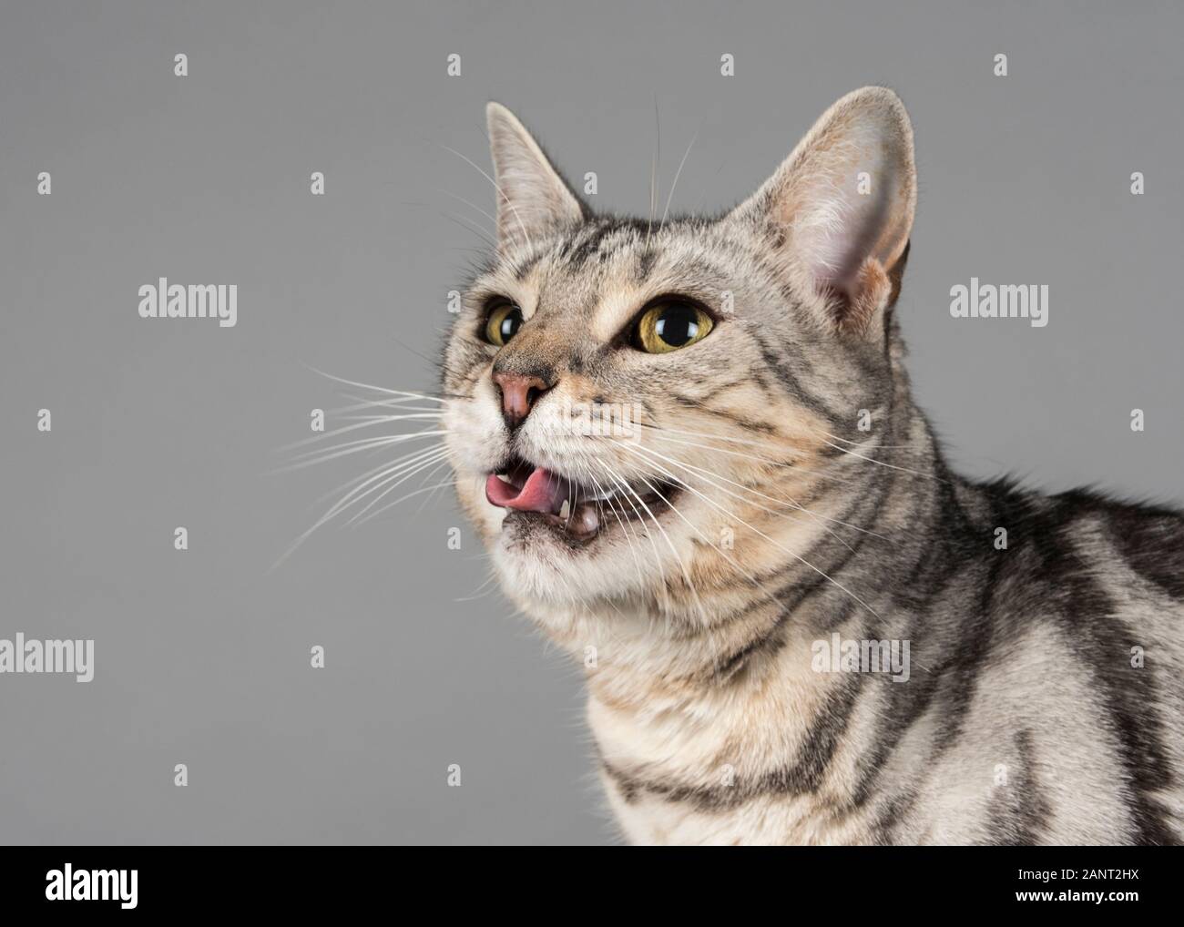 Cat bengal crossbreed (female, 10yrs old), UK. Stock Photo