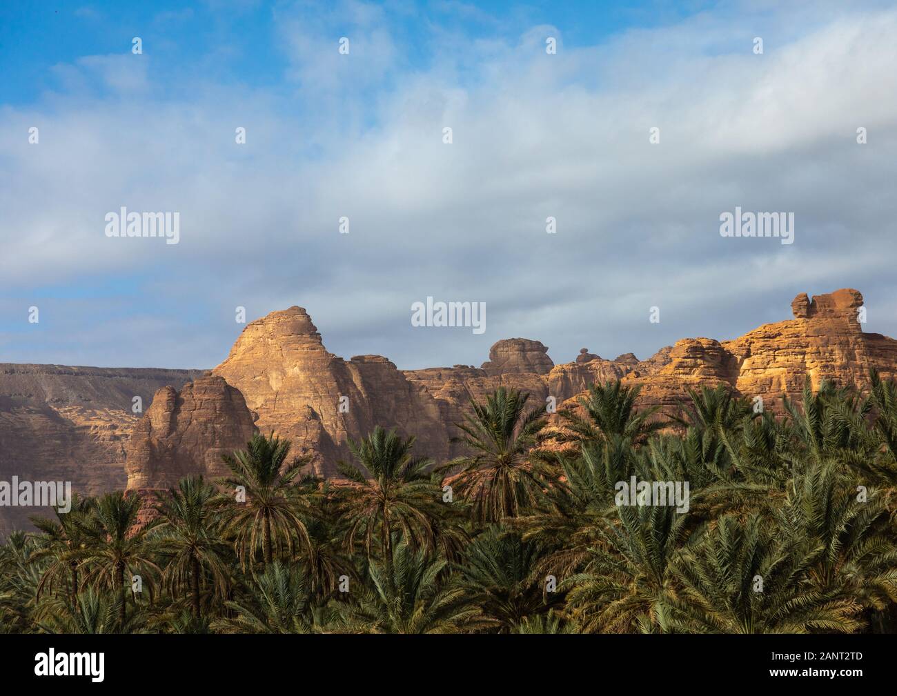 Palm trees in the oasis of jebel Dedan, Al Madinah Province, Alula, Saudi Arabia Stock Photo Alamy