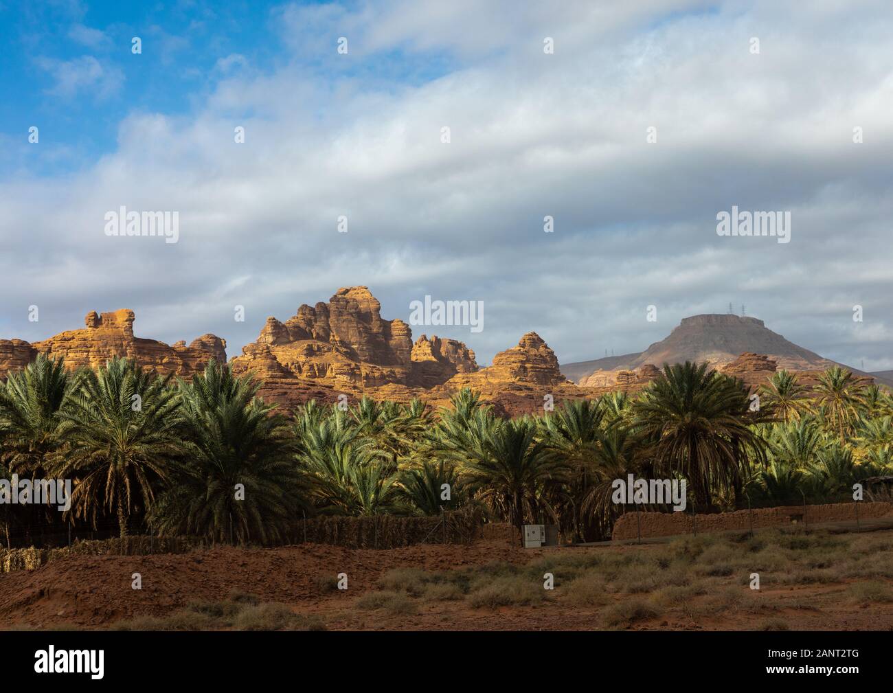Palm trees in the oasis of jebel Dedan, Al Madinah Province, Alula
