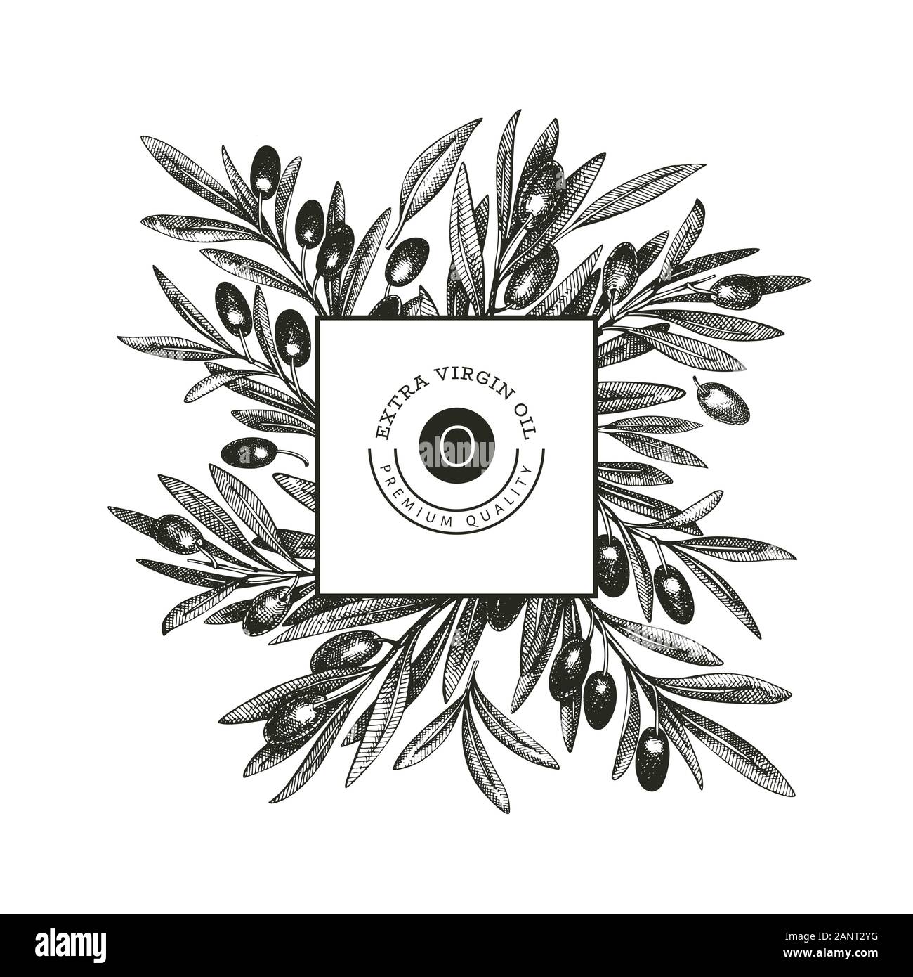 Olive branch design template. Hand drawn vector food illustration ...