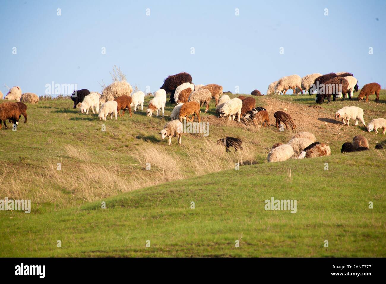 Flock of Sheep in a green meadow curiously looking at camera Stock ...
