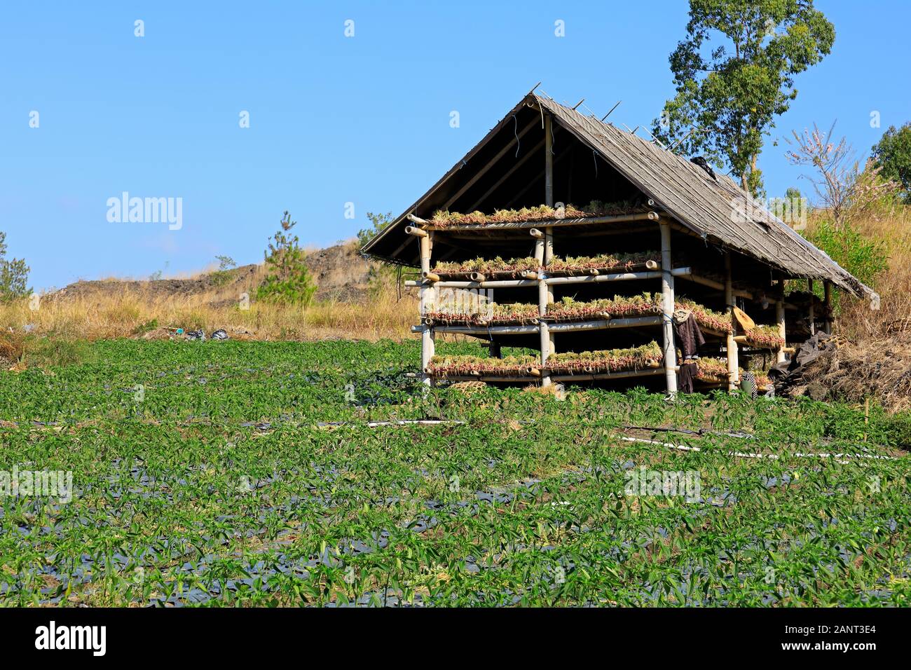 Field of irrigated aubergines and wooden structure with drying onions, Bali, Indonesia Stock Photo