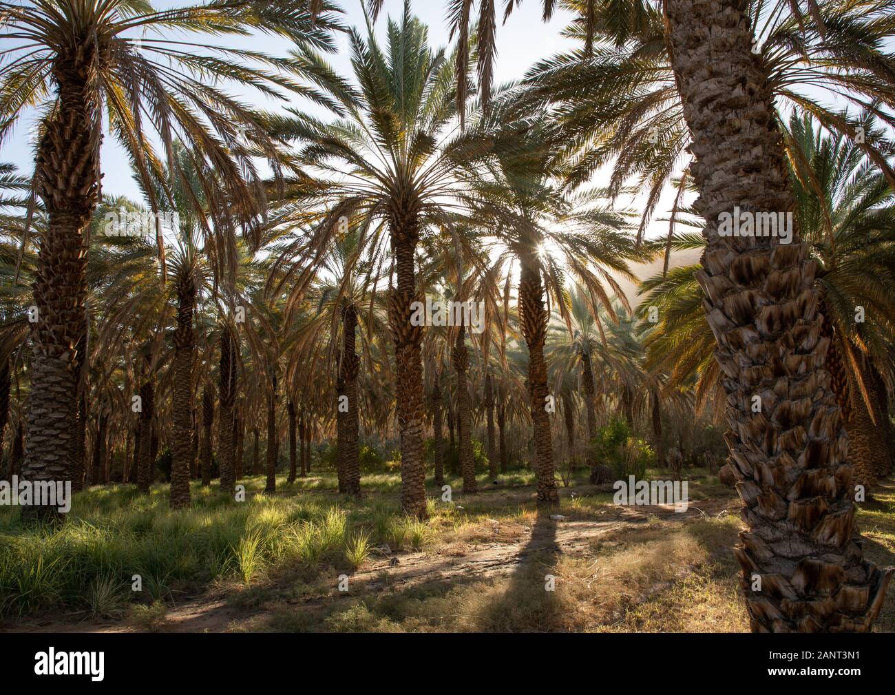 Palm trees in an oasis, Al Madinah Province, Alula, Saudi Arabia Stock