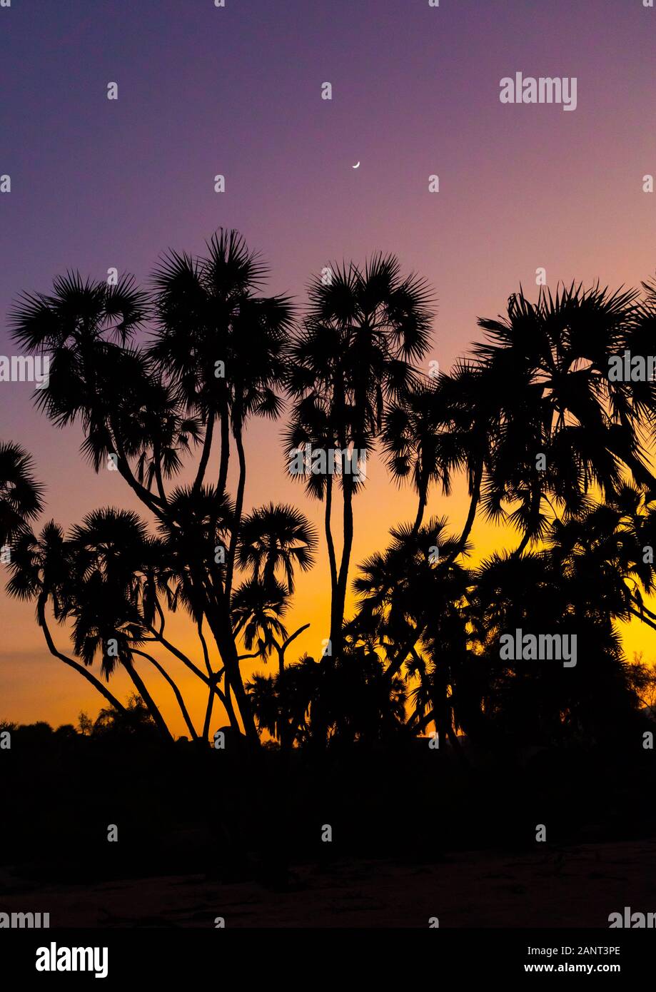 Plam trees in the sunset, Jizan province, Alaydabi, Saudi Arabia Stock Photo