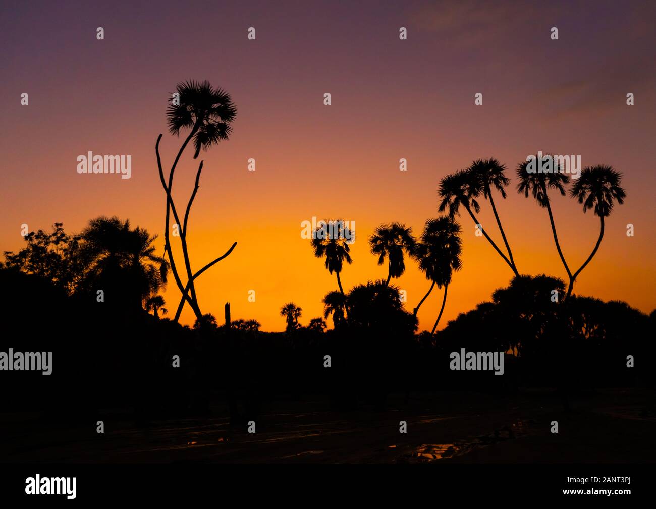 Plam trees in the sunset, Jizan province, Alaydabi, Saudi Arabia Stock Photo
