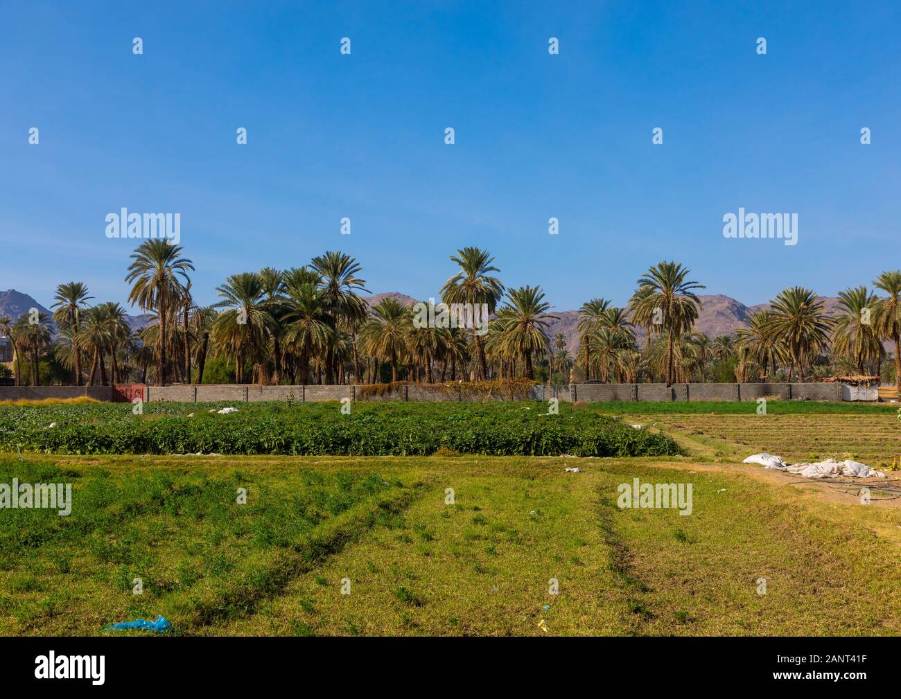 Garden and palm trees in an oasis, Najran Province, Najran, Saudi Arabia Stock Photo