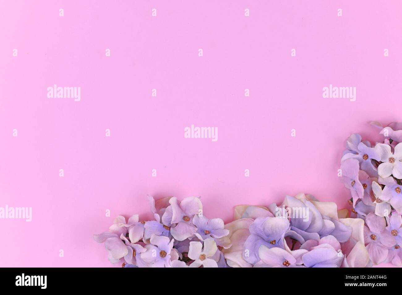 Background With Artificial Textile Hydrangea Flowers In Lower Right Corner And Blank Pink Copy Space Stock Photo Alamy