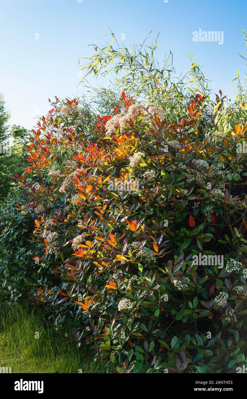 Photinia x fraseri Red Robin showing bright red new leaves and clusters of tiny creamy white flowers in early morning light in late Spring in UK Stock Photo