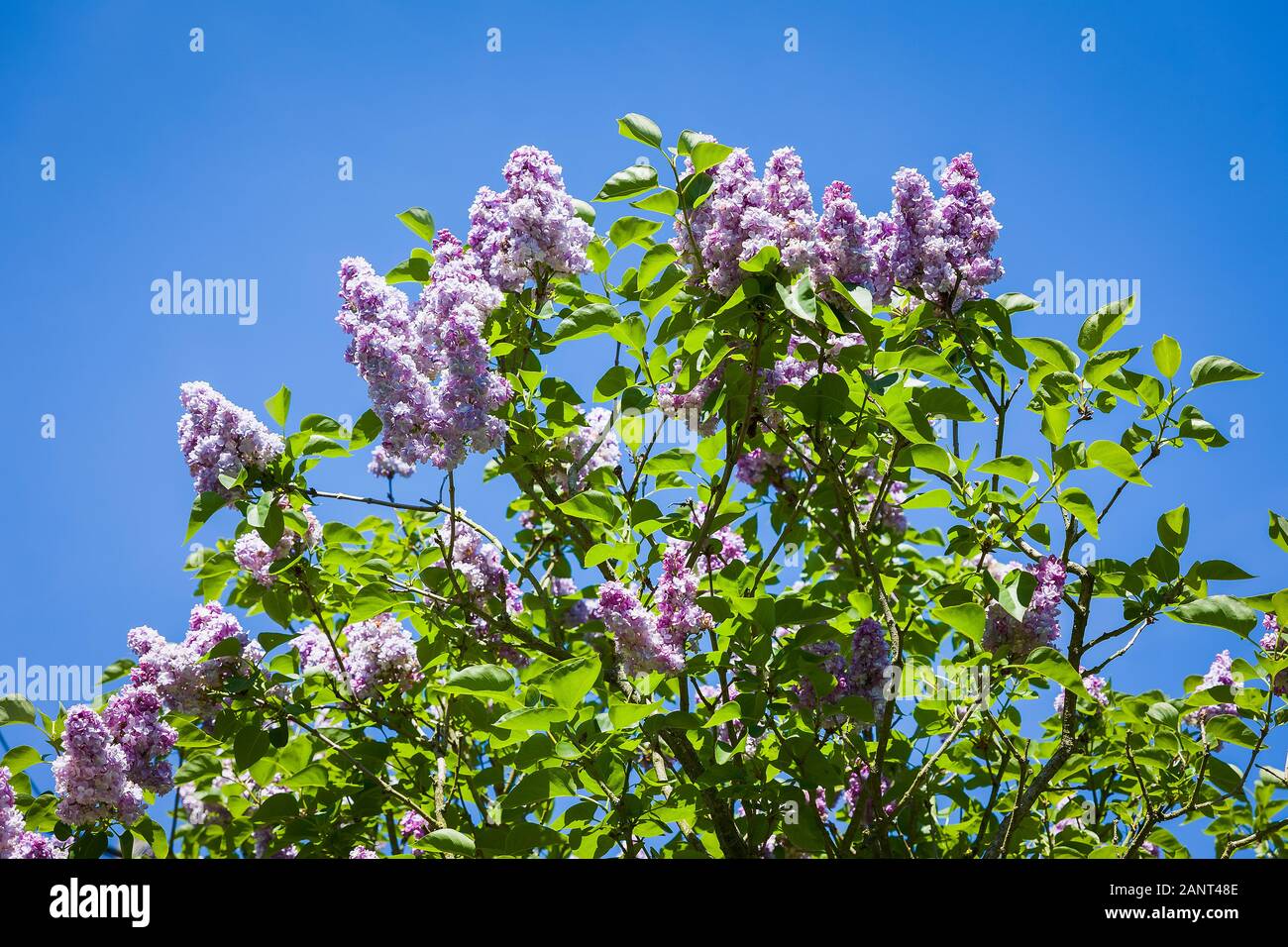 Syringa vulgaris  Katherine Hevemeyer flowering against a blue sky in late Spring in UK Stock Photo