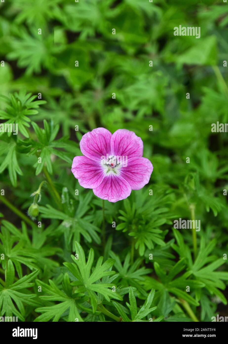 pink creeping geranium flower Stock Photo