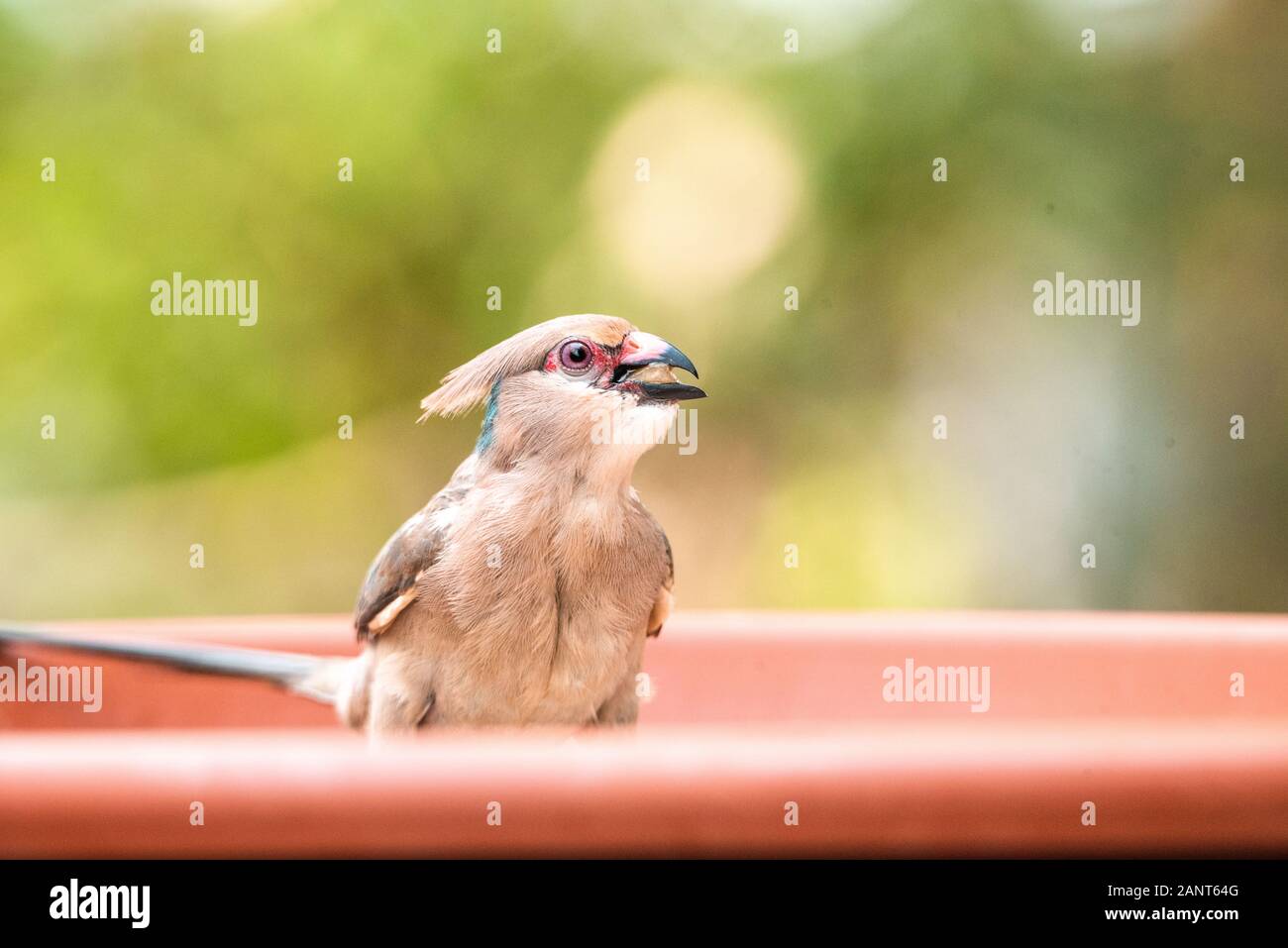 Wild Parrot On Bird Feeder Stock Photos Wild Parrot On Bird