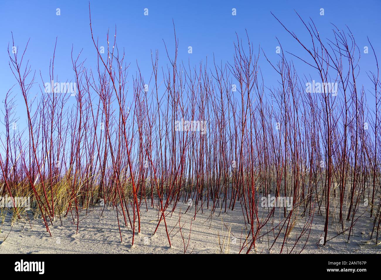 A shrubs of red and white willows at the baltic sea shore Stock Photo