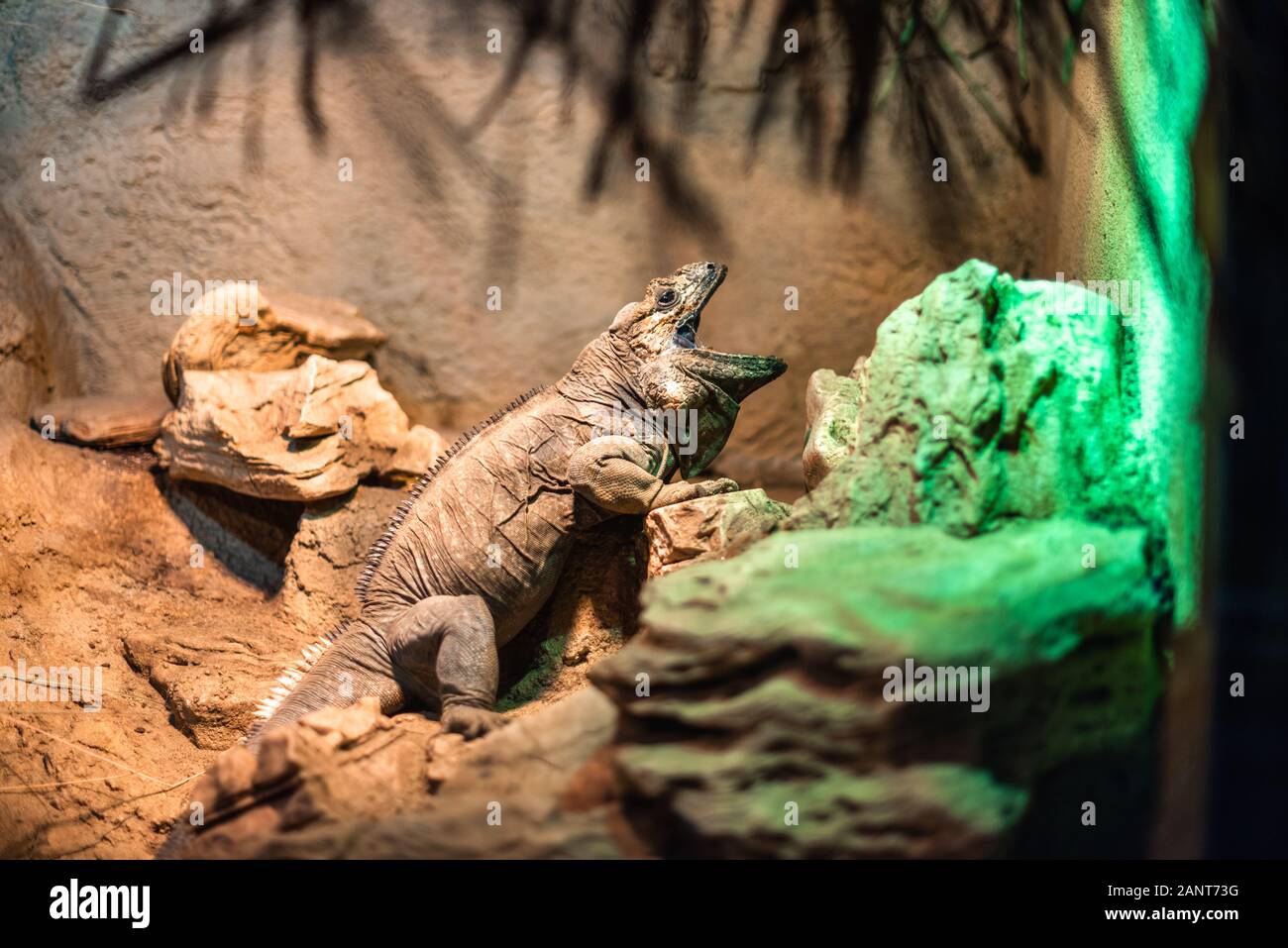 Iguana with open mouth on wooden log against stone background zoo germany munich wildlife animal Stock Photo