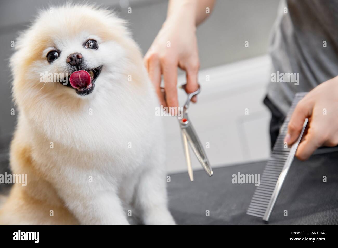 Master girl groomer shears small dog Pomeranian spitz with scissors in