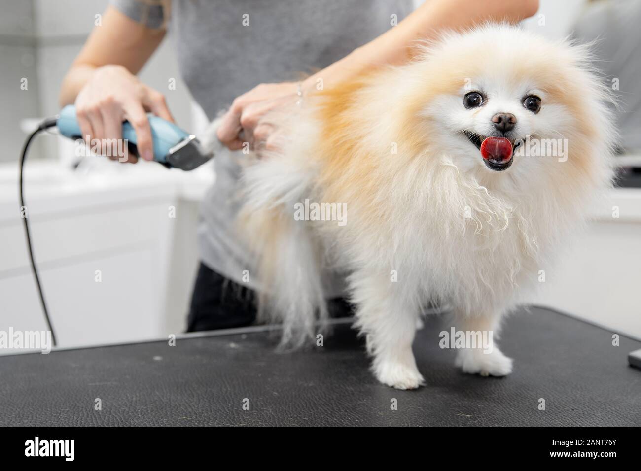 Professional groomer cut hair little dog paw tongue pomeranian spitz Stock Photo