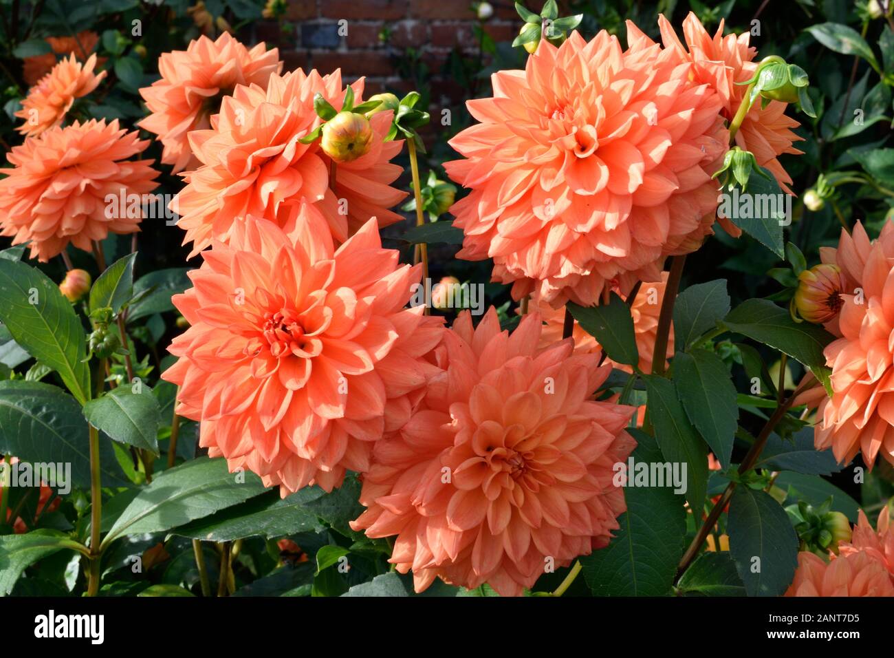 Dahlia. Ariko Zsaza.  Closeup of a group of orange flowers. Stock Photo