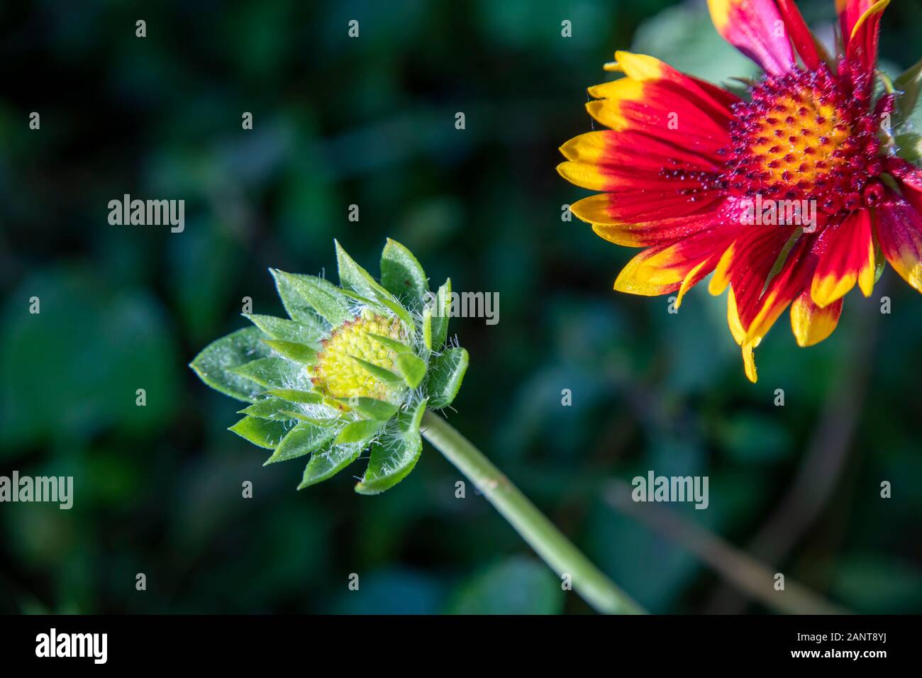 Gaillardia pulchella Indian blanket flower and bud close up on a blurred background Stock Photo