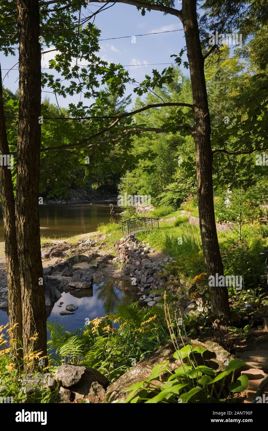 Quercus - Oak Trees underplanted with Hosta, Pteridophyta - Fern plants, yellow Rudbeckia - Coneflowers and old black wrought iron metal footbridge Stock Photo