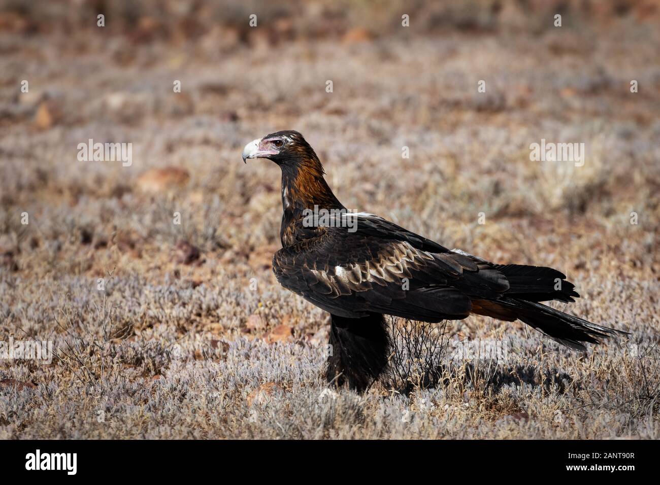 The Wedgetailed Eagle is the largest bird of prey in Australia Stock Photo Alamy