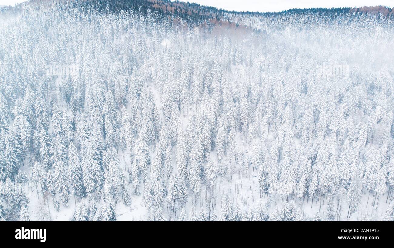 View hillside pine trees snow hi-res stock photography and images - Alamy