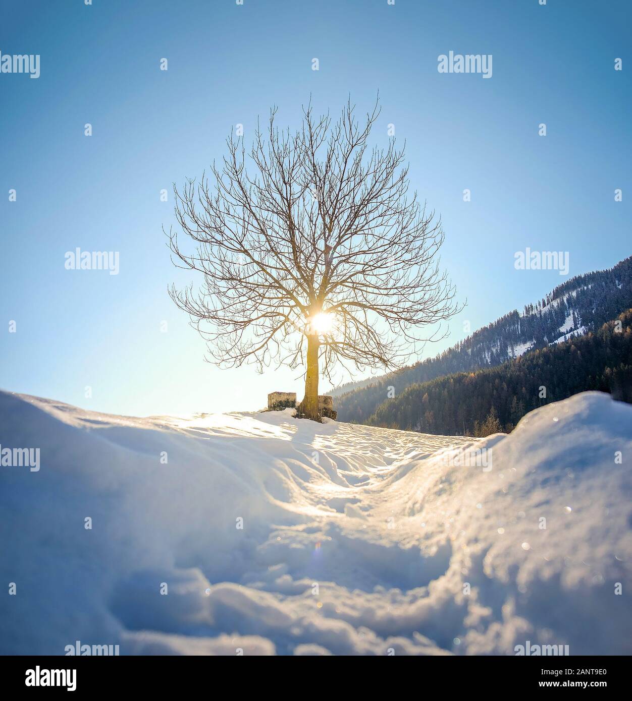 pov snow tree silhouette backlight through branches Stock Photo