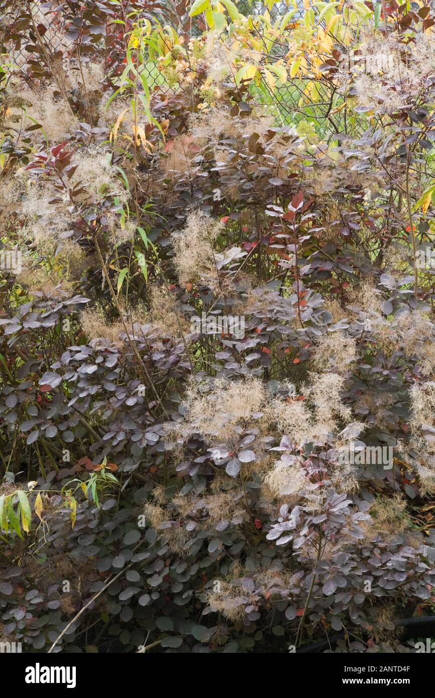 Cotinus dummeri 'Grace' - Smoke tree in backyard garden in autumn. Stock Photo