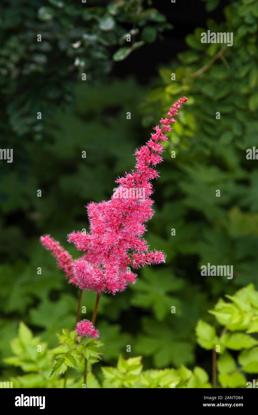 Close-up of Astilbe 'Visions in Red' flower in backyard garden in summer Stock Photo