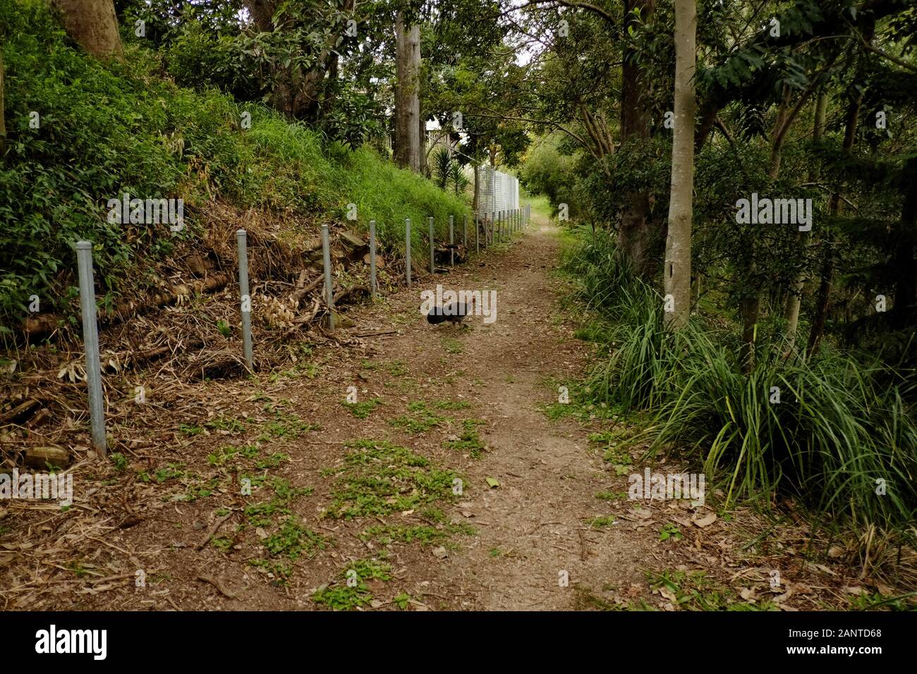 A wild brush turkey crosses the walking path at the top of the hill