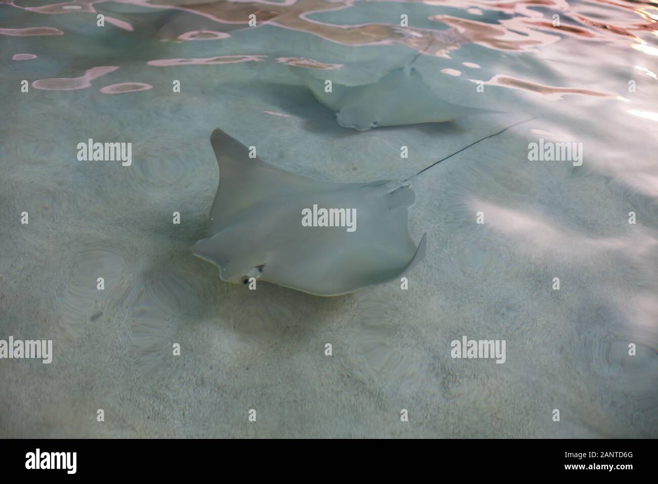 Stingray in Phoenix Zoo, Arizona, USA Stock Photo Alamy