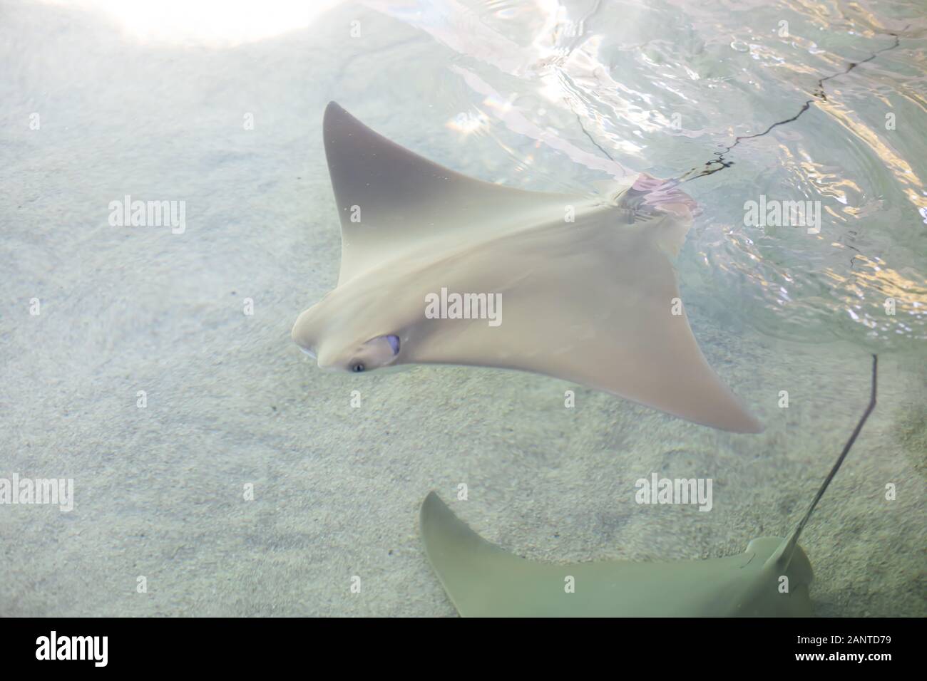 Stingray in Phoenix Zoo, Arizona, USA Stock Photo Alamy