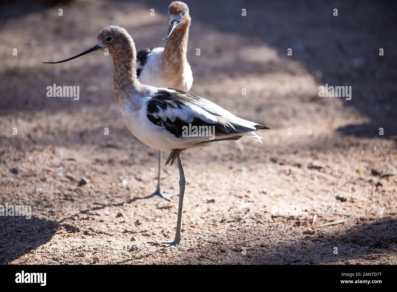 Large bird in Phoenix Zoo, Arizona, USA Stock Photo Alamy