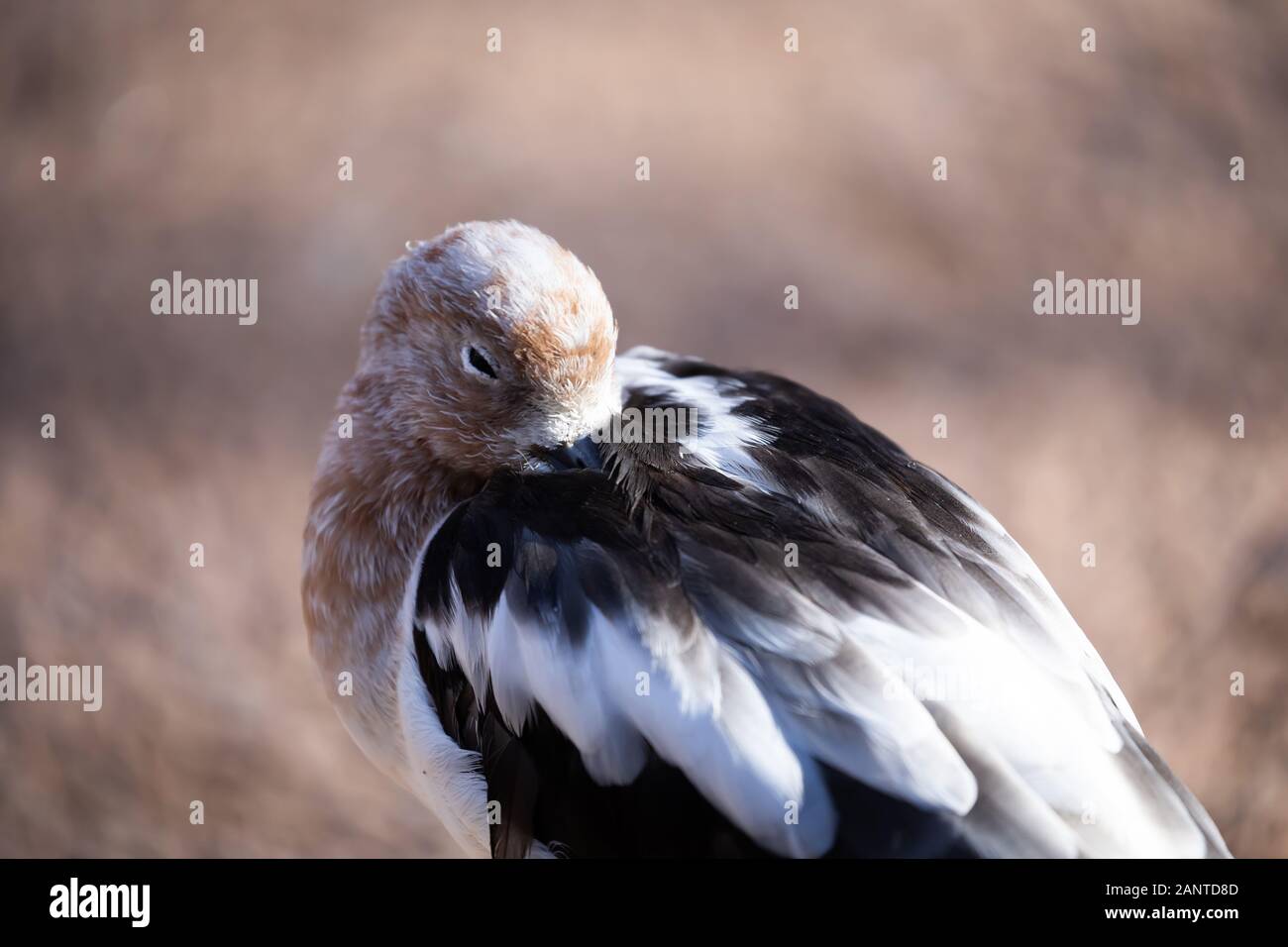 Large bird in Phoenix Zoo, Arizona, USA Stock Photo Alamy