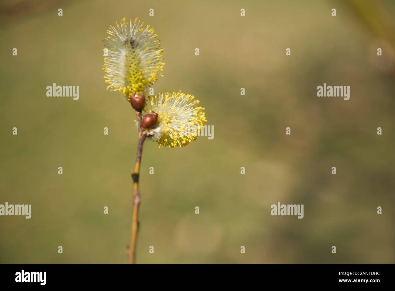 Close-up of Salix 'Smith' Willow tree buds and flower blossoms in spring Stock Photo