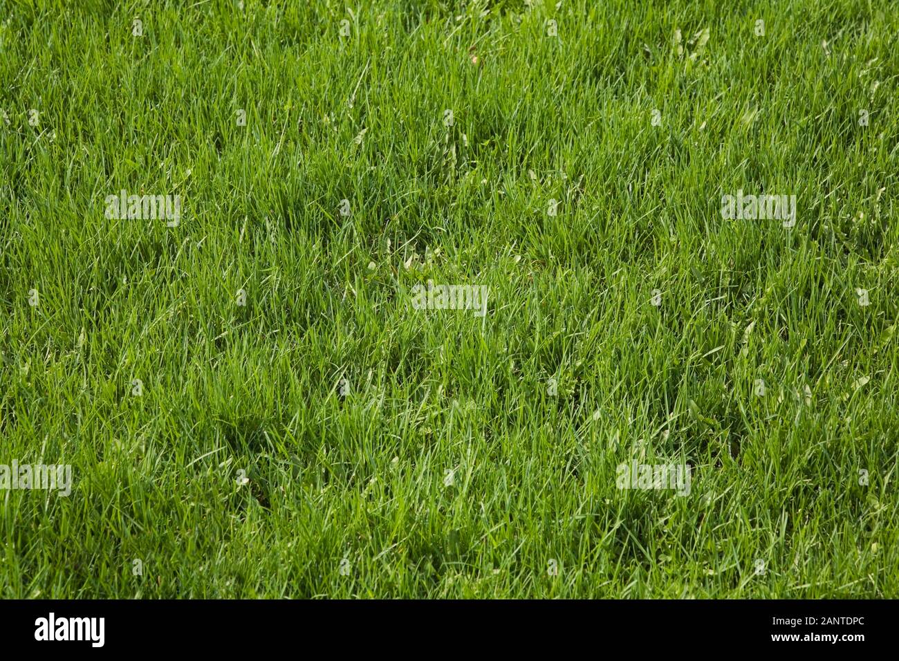 Close-up of cool green grass lawn with mix of Lolium perenne - Perennial Rye grass, Agrostis palustris - Creeping bentgrass, Festuca arundinacea. Stock Photo