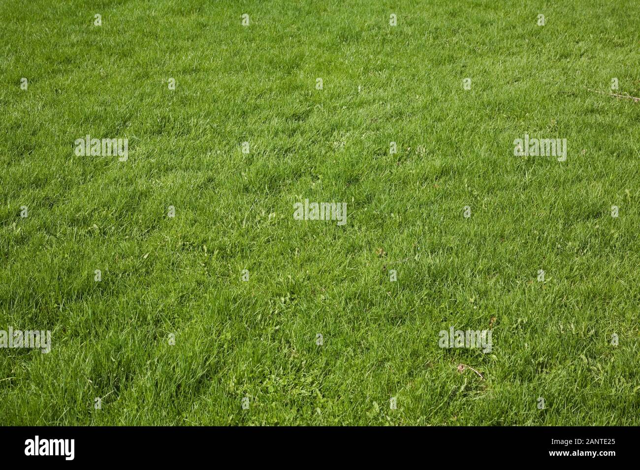 Close-up of cool green grass lawn with mix of Lolium perenne - Perennial Rye grass, Agrostis palustris - Creeping bentgrass, Festuca arundinacea Stock Photo