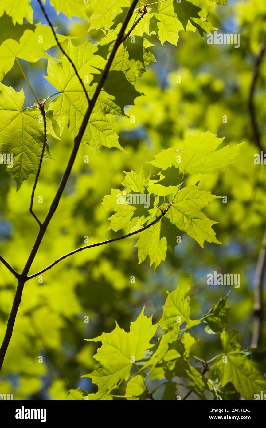 Maple branch new green hi-res stock photography and images - Alamy
