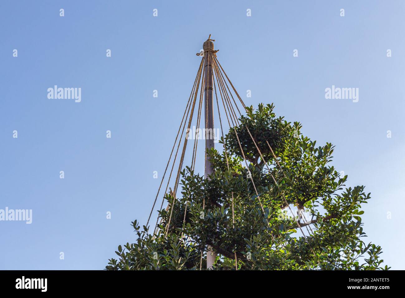Japanese pine tree in winter supported by ropes called yukitsuri which