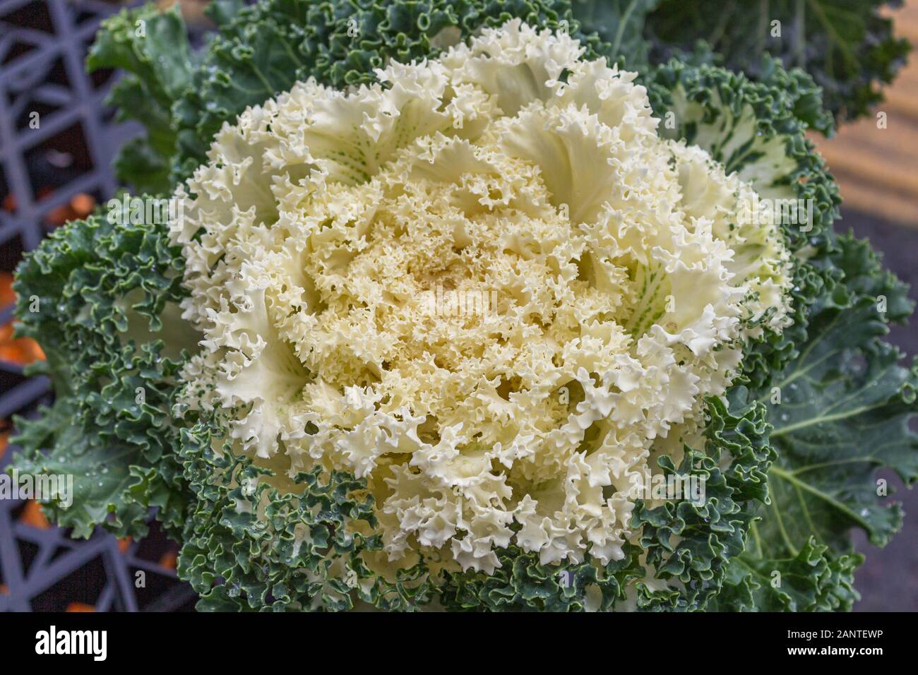 Kale bouquet hires stock photography and images Alamy