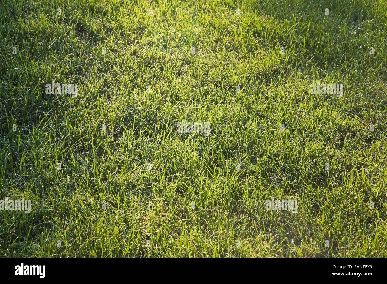 Sunlight shining across a green grass lawn of Festuca arundinacea - Tall Fescue, Poa pratensis - Kentucky bluegrass in early morning in summer Stock Photo